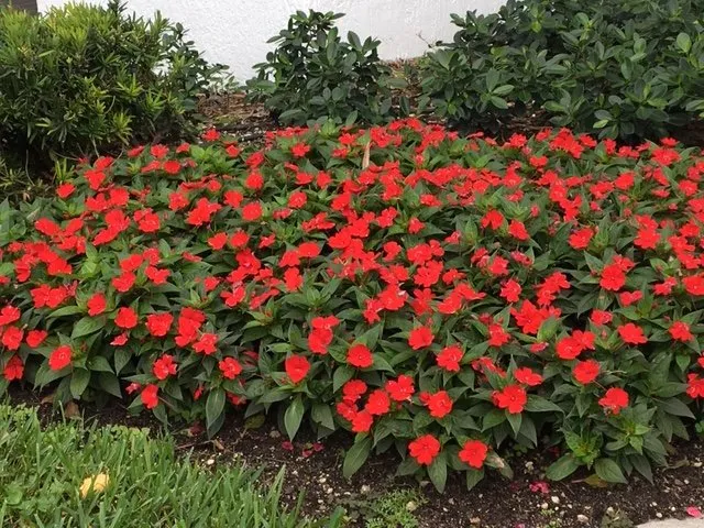 Reliable landscape installation in Dover, FL - Landscape Maintenance Professionals