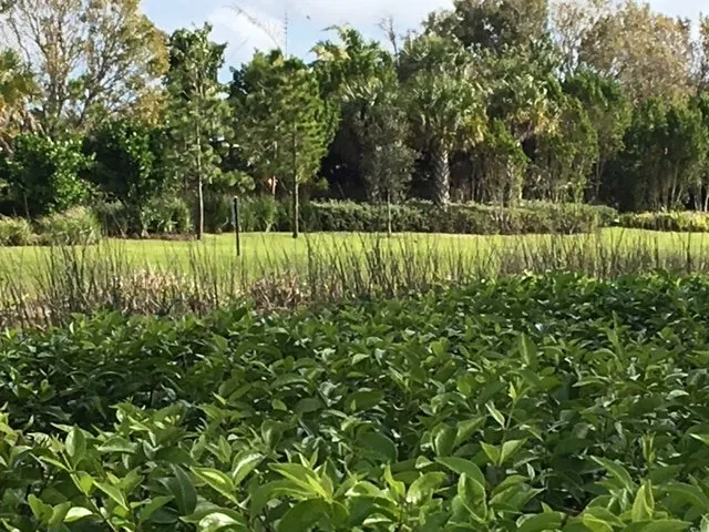 Reliable landscape installation for beautiful yards across Dover, FL - Landscape Maintenance Professionals