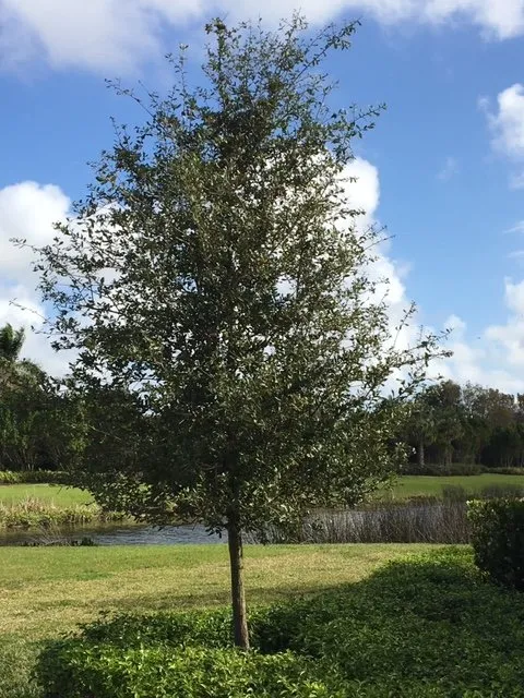 Top-rated outdoor landscaping in Dover, FL by Landscape Maintenance Professionals