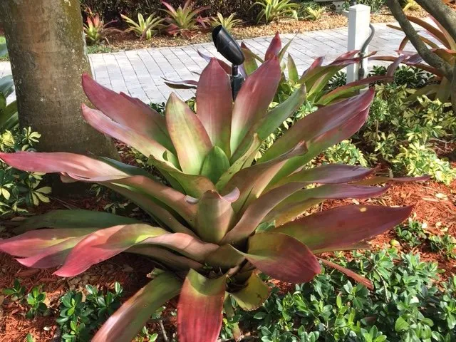 Trusted outdoor landscaping in Dover, FL - Landscape Maintenance Professionals