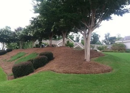 Reliable yard cleanup service with custom design in Chapin, SC by Landscape Management