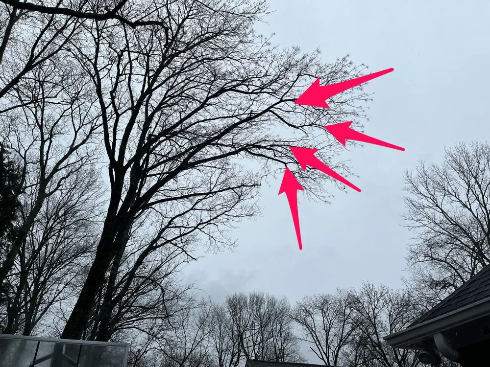 Custom lawn care service in Falkville, AL - Landscape Management Consultants