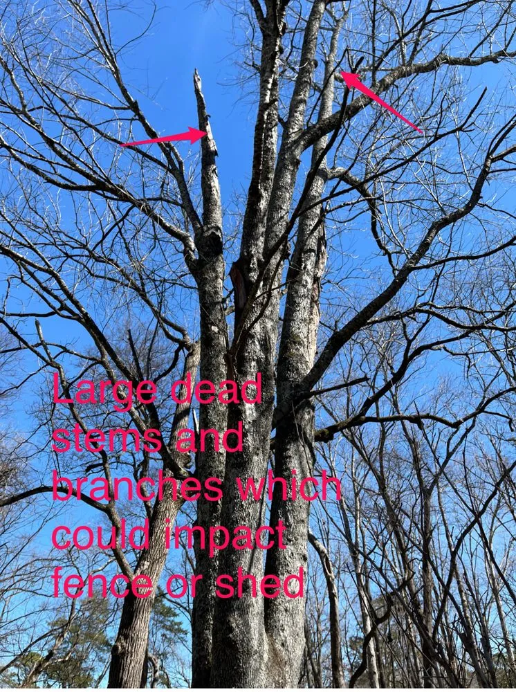 Trusted yard cleanup service experts serving Falkville, AL - Landscape Management Consultants