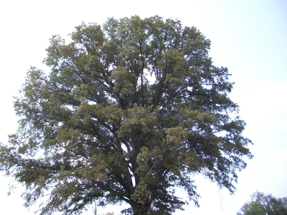 Expert yard maintenance for residential properties in Falkville, AL by Landscape Management Consultants