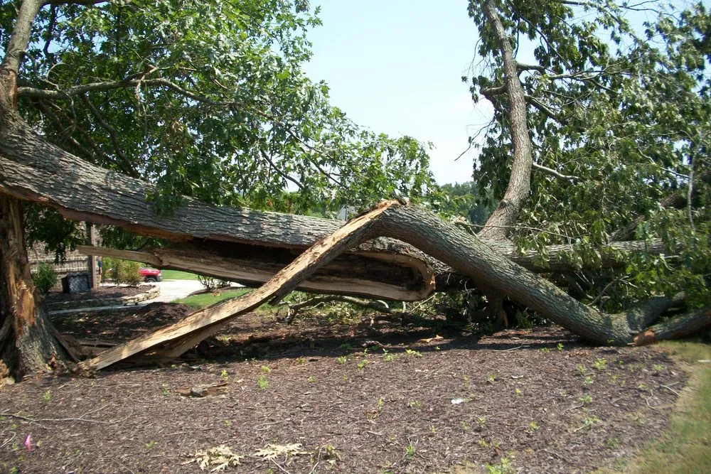 Reliable outdoor landscaping for outdoor upgrades across Falkville, AL - Landscape Management Consultants