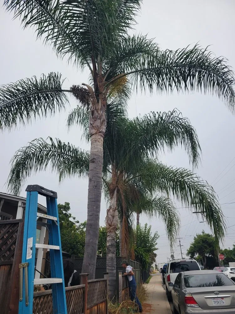 Affordable lawn mowing service with custom design in San Diego, CA by Landscape Martin Lopez