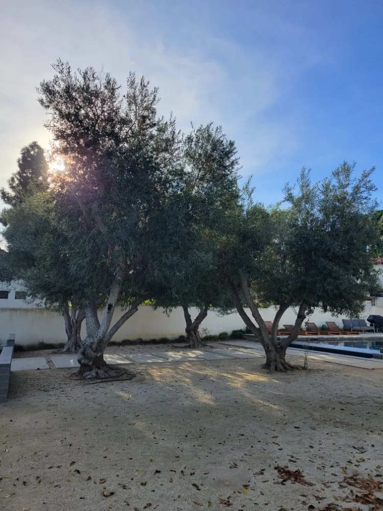 Custom landscaping services in San Diego, CA by Landscape Martin Lopez