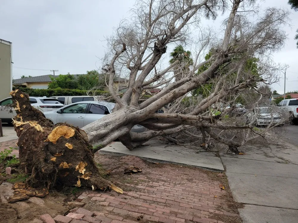 Trusted garden landscaping for outdoor upgrades in San Diego, CA by Landscape Martin Lopez
