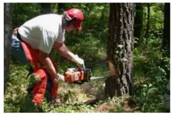 Top-rated lawn care service for year-round maintenance across San Jose, CA - Landscape Martinez