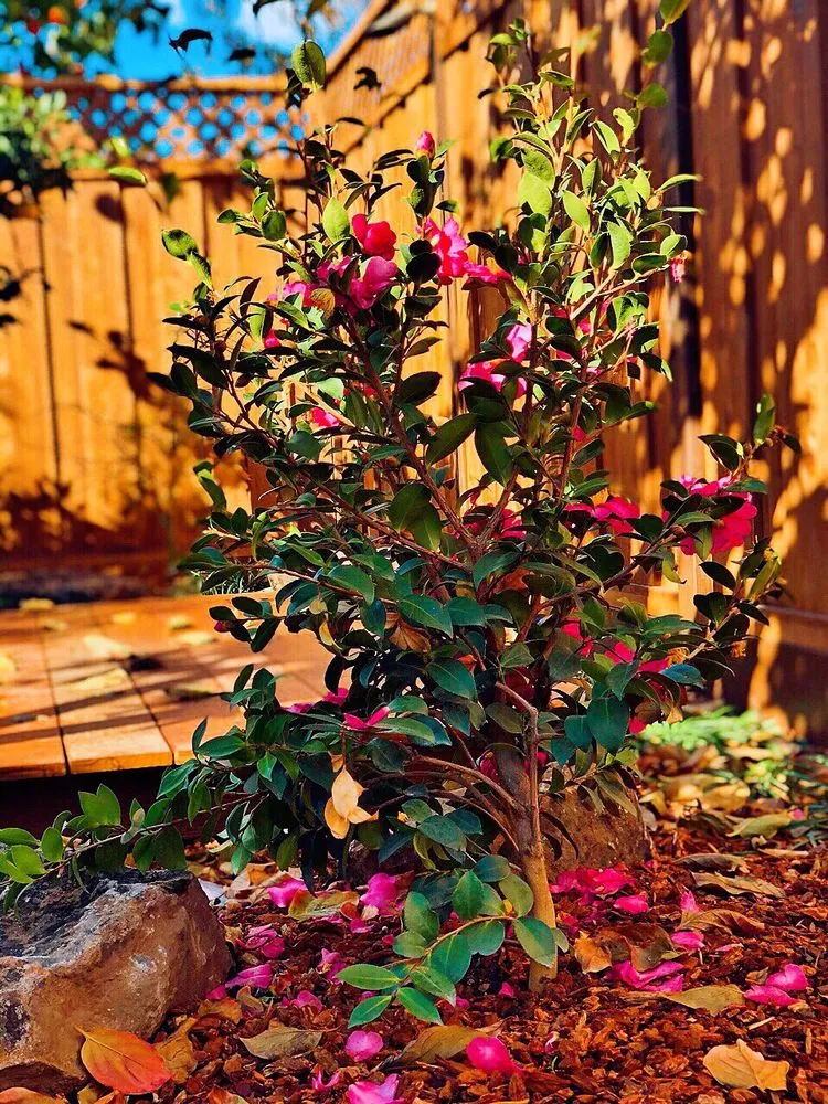 Trusted landscaping services for residential properties across San Jose, CA - Landscape Nirvana