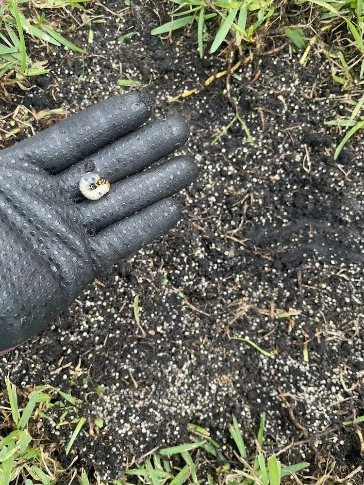 Professional lawn care service in Coral Springs, FL by Landscape Nutrition