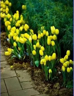 Local residential landscaping in Muskegon, MI by Landscape One