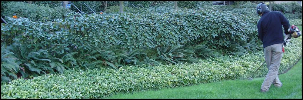 Reliable yard maintenance in Bakersfield, CA by Landscape Perfection