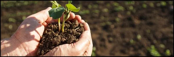 Landscape Perfection Logo