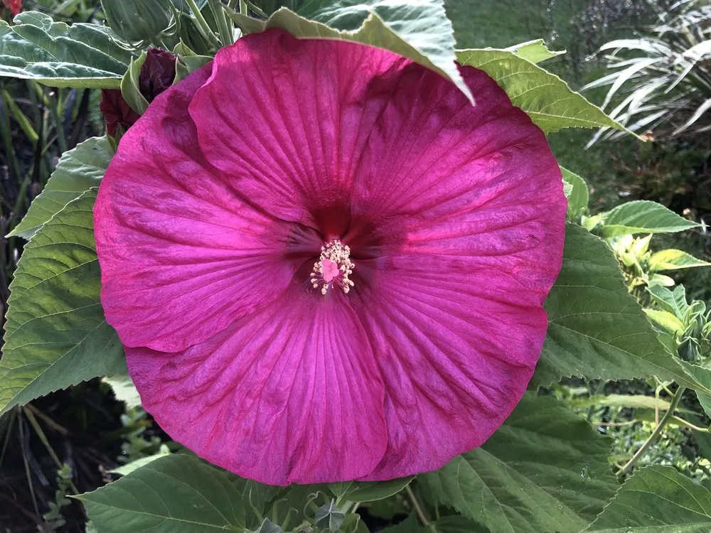 Reliable lawn care service experts serving Corona, CA - Landscape Pro Services