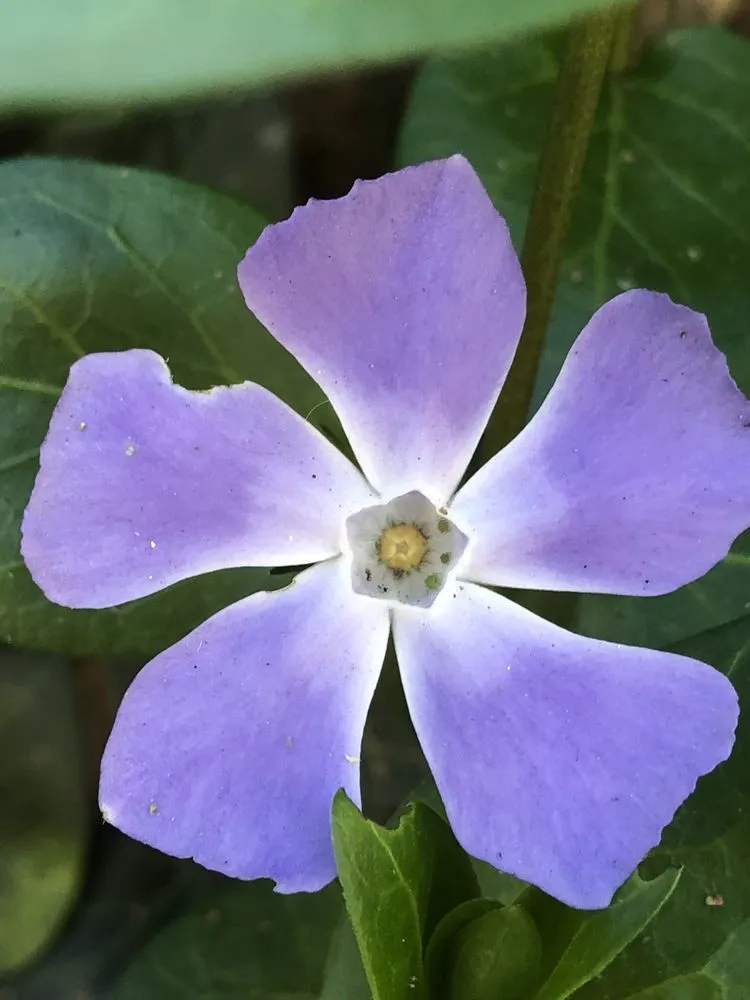 Local lawn mowing service for residential properties in Corona, CA by Landscape Pro Services