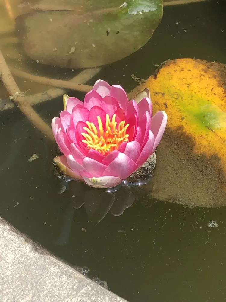 Professional residential landscaping for beautiful yards across Corona, CA - Landscape Pro Services