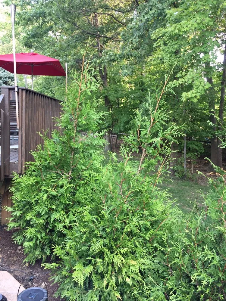 Custom yard maintenance for outdoor upgrades in Goshen, OH by Landscape Problem Solvers