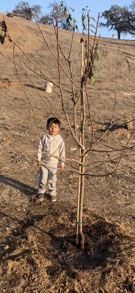 Professional lawn mowing service in Cupertino, CA by Landscape Pros