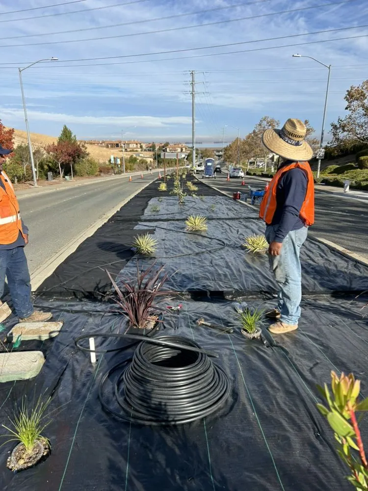 Top-rated lawn care service in Cupertino, CA - Landscape Pros