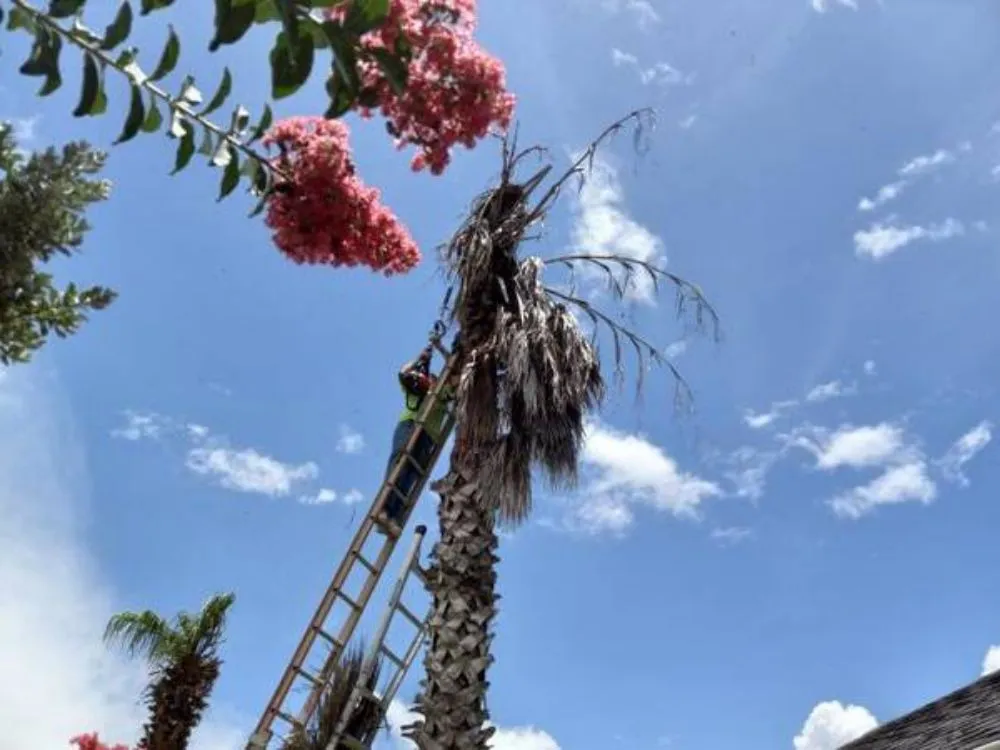 Expert outdoor landscaping for residential properties in Spring, TX by Landscape Pros Nearby