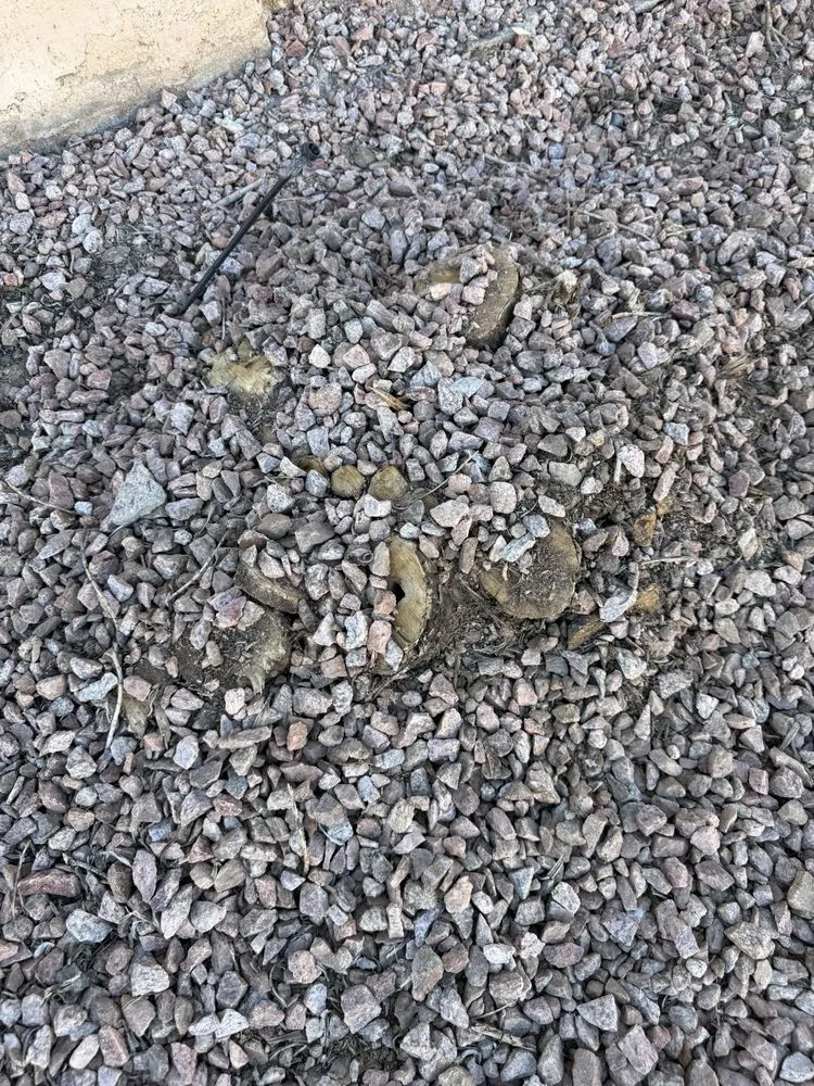 Trusted residential landscaping for homes across Scottsdale, AZ - Landscape Pros