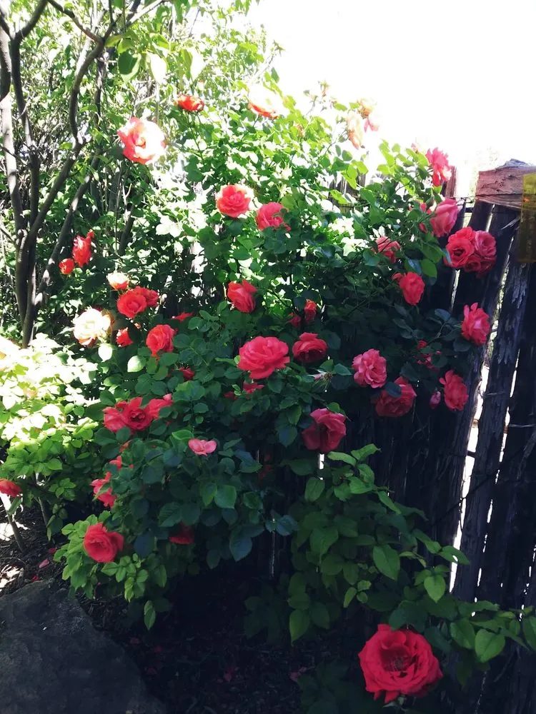 Local lawn mowing service experts serving Santa Fe, NM - Landscape Ramos