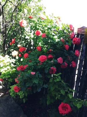 Landscape Ramos Logo