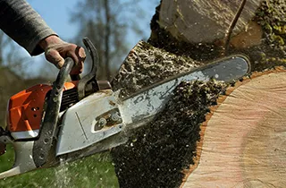 Reliable yard cleanup service experts serving Camas, WA - Landscape Rescue