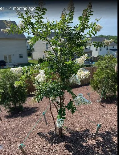 Custom landscape design for year-round maintenance across Rock Hill, SC - Landscape Rescue