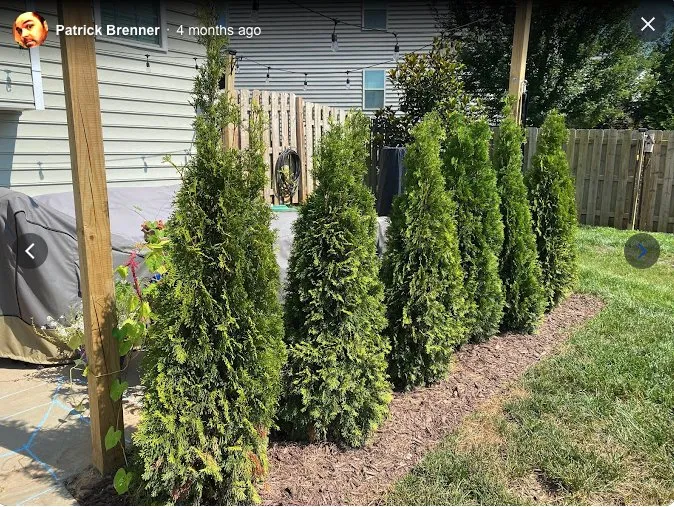 Trusted yard cleanup service in Rock Hill, SC - Landscape Rescue