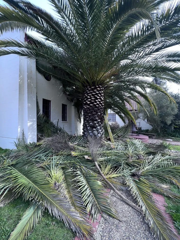 Local landscaping services in San Rafael, CA by Landscape Services