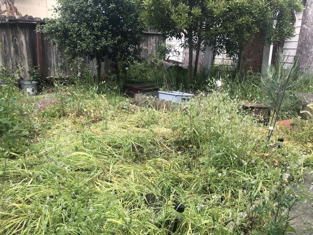 Professional yard cleanup service experts serving San Rafael, CA - Landscape Services