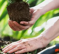 Trusted lawn mowing service in Castroville, TX by Landscape Solutions & Nursery