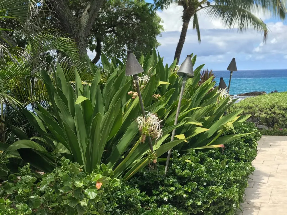Expert outdoor landscaping in Kealakekua, HI - Landscape Solutions 808