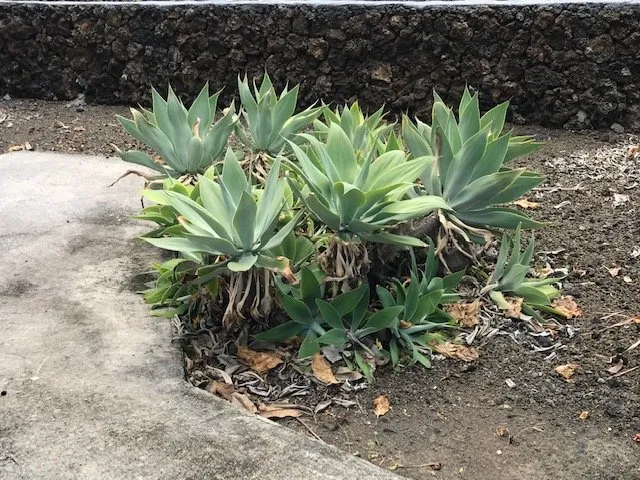 Affordable garden landscaping in Kealakekua, HI by Landscape Solutions 808