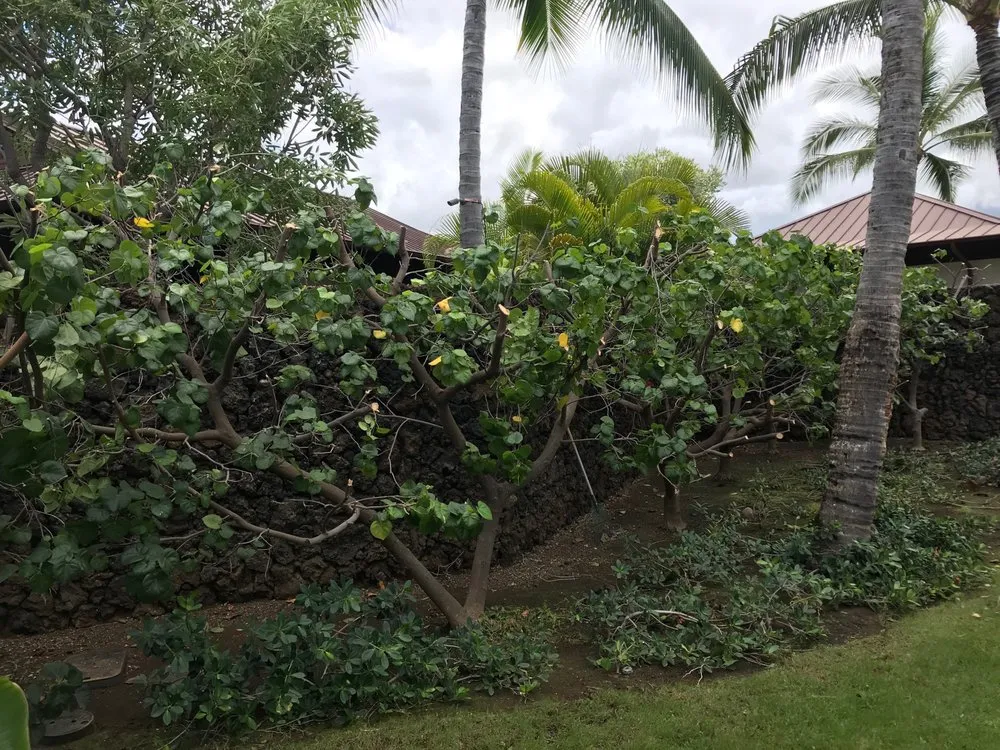 Affordable garden landscaping for outdoor upgrades across Kealakekua, HI - Landscape Solutions 808