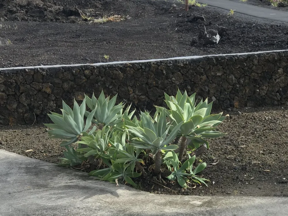 Custom landscape installation for residential properties across Kealakekua, HI - Landscape Solutions 808