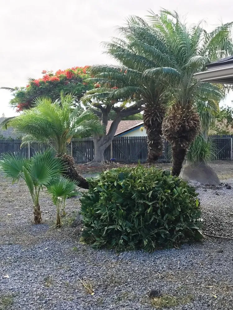 Expert lawn mowing service in Kealakekua, HI - Landscape Solutions 808