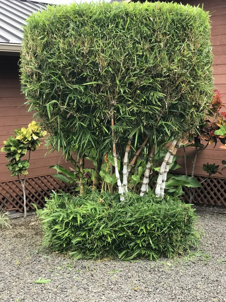 Trusted lawn mowing service experts serving Kealakekua, HI - Landscape Solutions 808