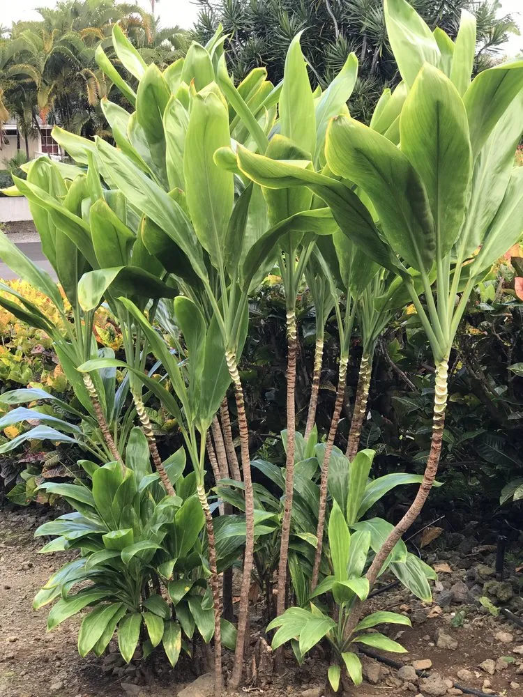 Custom landscape design for year-round maintenance across Kealakekua, HI - Landscape Solutions 808