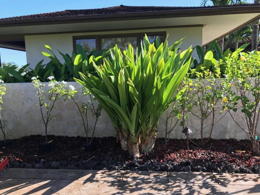 Custom garden landscaping for homes in Kealakekua, HI by Landscape Solutions 808