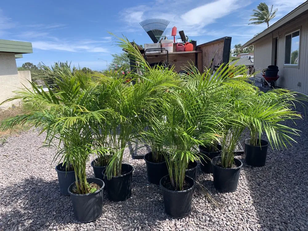 Top-rated outdoor landscaping in Kealakekua, HI by Landscape Solutions 808