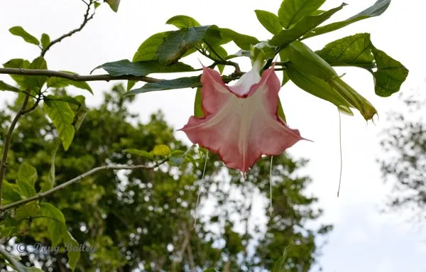 Trusted garden landscaping in Jupiter, FL - Landscape Solutions