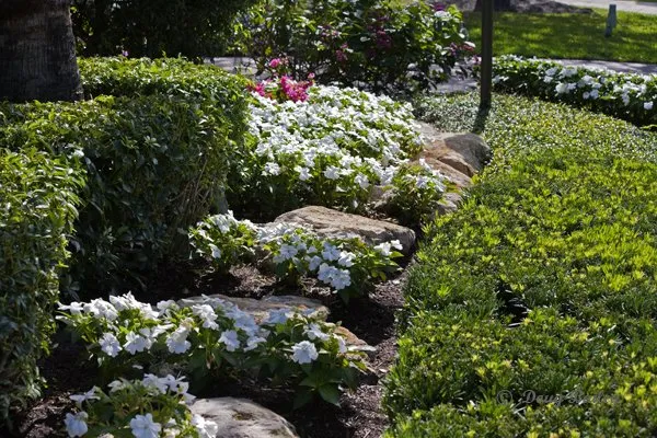 Top-rated landscaping services in Jupiter, FL by Landscape Solutions
