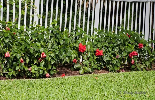 Reliable landscape installation for beautiful yards across Jupiter, FL - Landscape Solutions