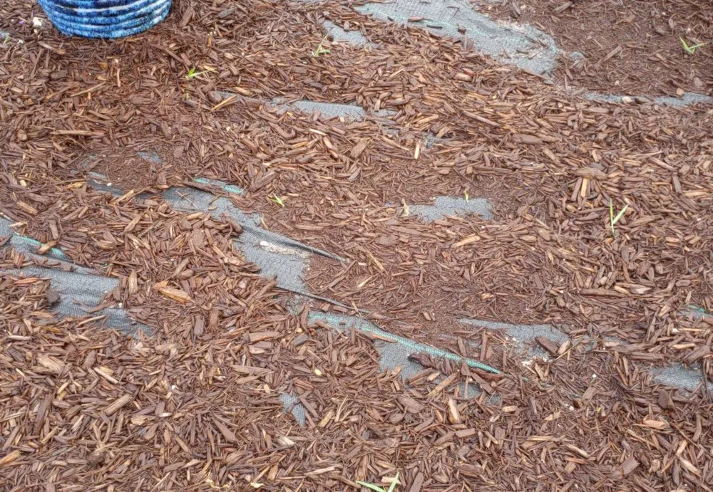 Top-rated outdoor landscaping experts serving Jupiter, FL - Landscape Solutions