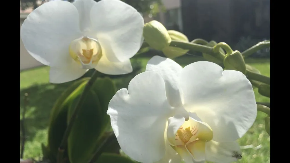 Affordable landscape installation for beautiful yards in Jupiter, FL by Landscape Solutions