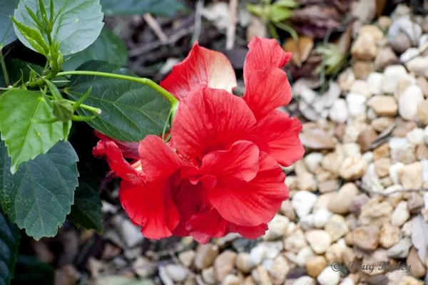 Expert landscape design for homes across Jupiter, FL - Landscape Solutions