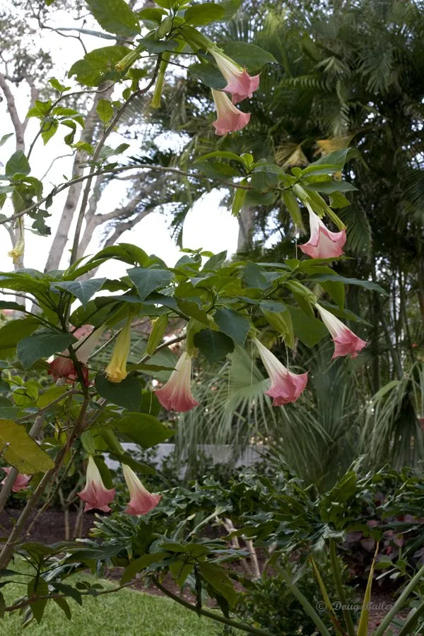 Affordable landscape installation for beautiful yards across Jupiter, FL - Landscape Solutions